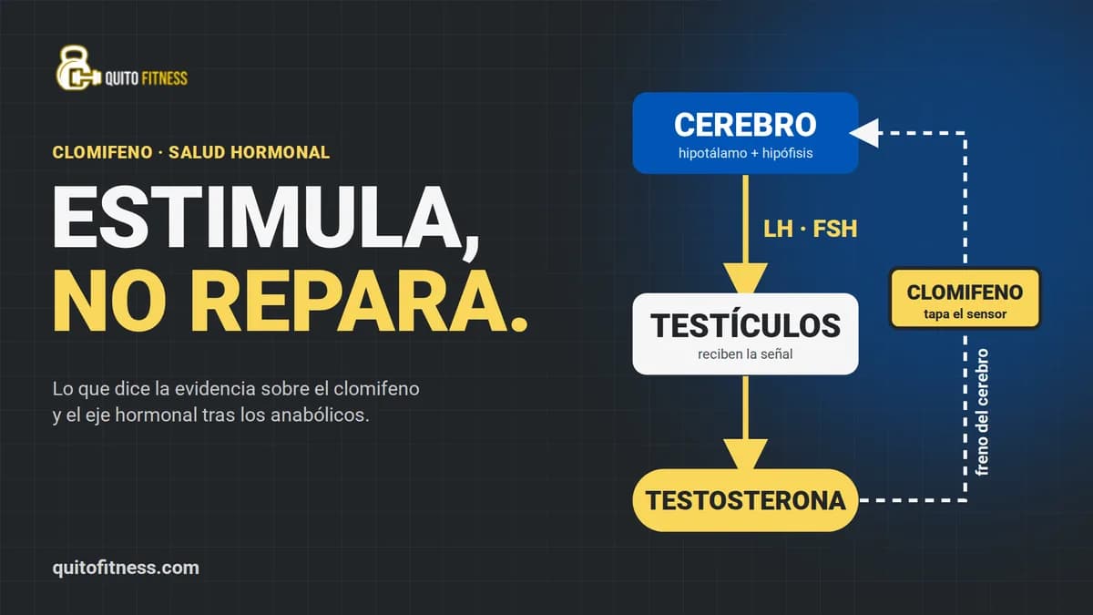 Clomifeno: qué hace de verdad y por qué no "reinicia" tu eje hormonal después de un ciclo
